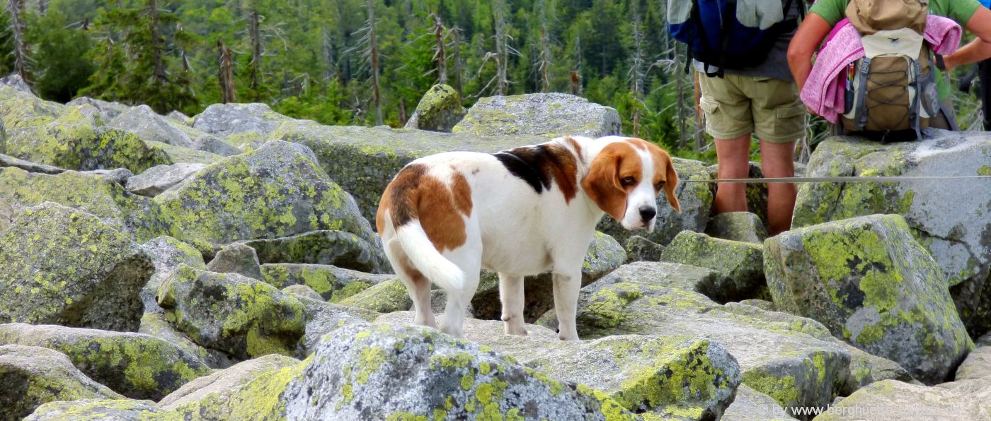 bayerischer-wald-hüttenurlaub-hunde-familien-kindern