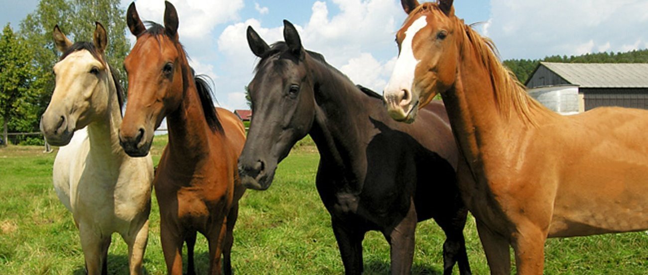 Urlaub am Reiterhof in Bayern - Fuchsenhof, die Reitschule im Oberpfälzer Wald fuchsenhof-reiterhof-erwachsene-bayern-reiturlaub-pferde