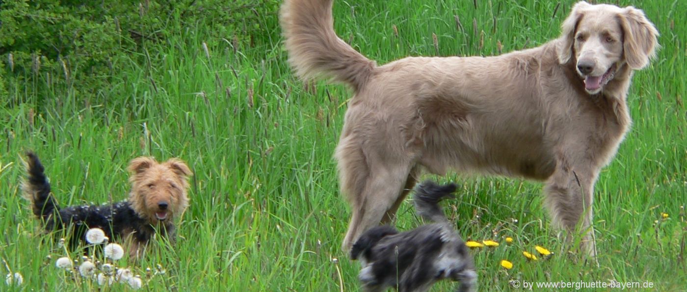 4 Pfoten Urlaub für Hund und Herrchen / Frauchen Bayerischer Wald Gruppenurlaub mit Hund in Bayern