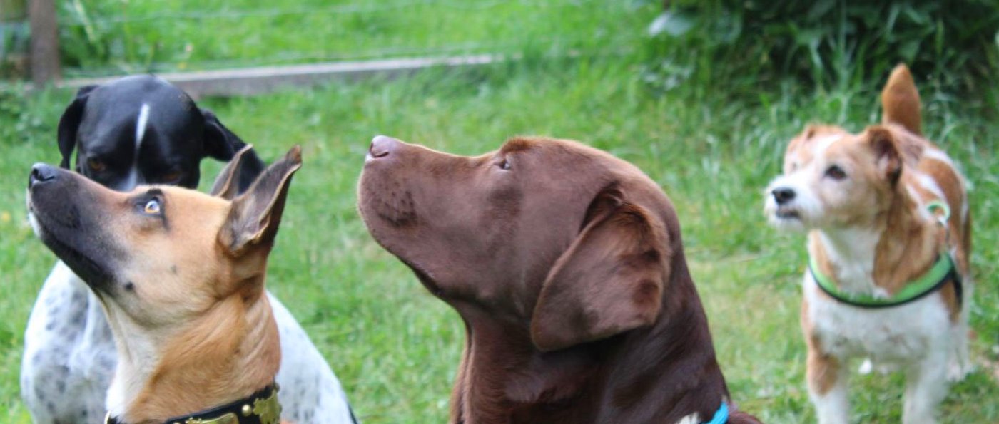 Hunde sind nicht nur erlaubt sondern wirklich willkommen in der Pension Sonnleitn Bayerischer Wald Pension Urlaub mit Hund erlaubt
