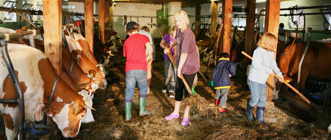 mithelfen im Stall beim Tiere füttern am Bauernhof Kinder helfen im Kuhstall am Bauerhof für große Gruppen